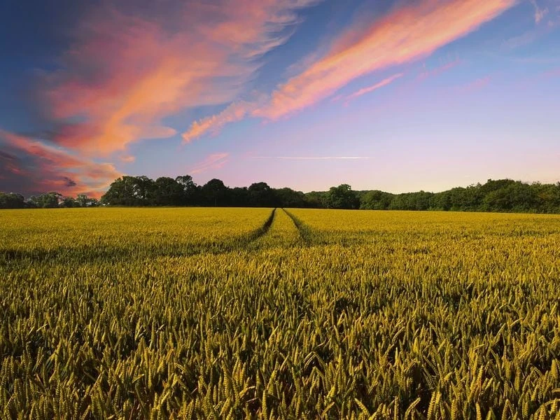 Solana-Based RWA Platform AgriDex Taps Stripe's Bridge to Lower Cost for Agricultural Trade Settlements